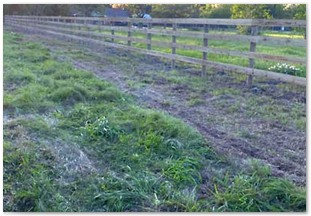 Four rail horse fence with wire